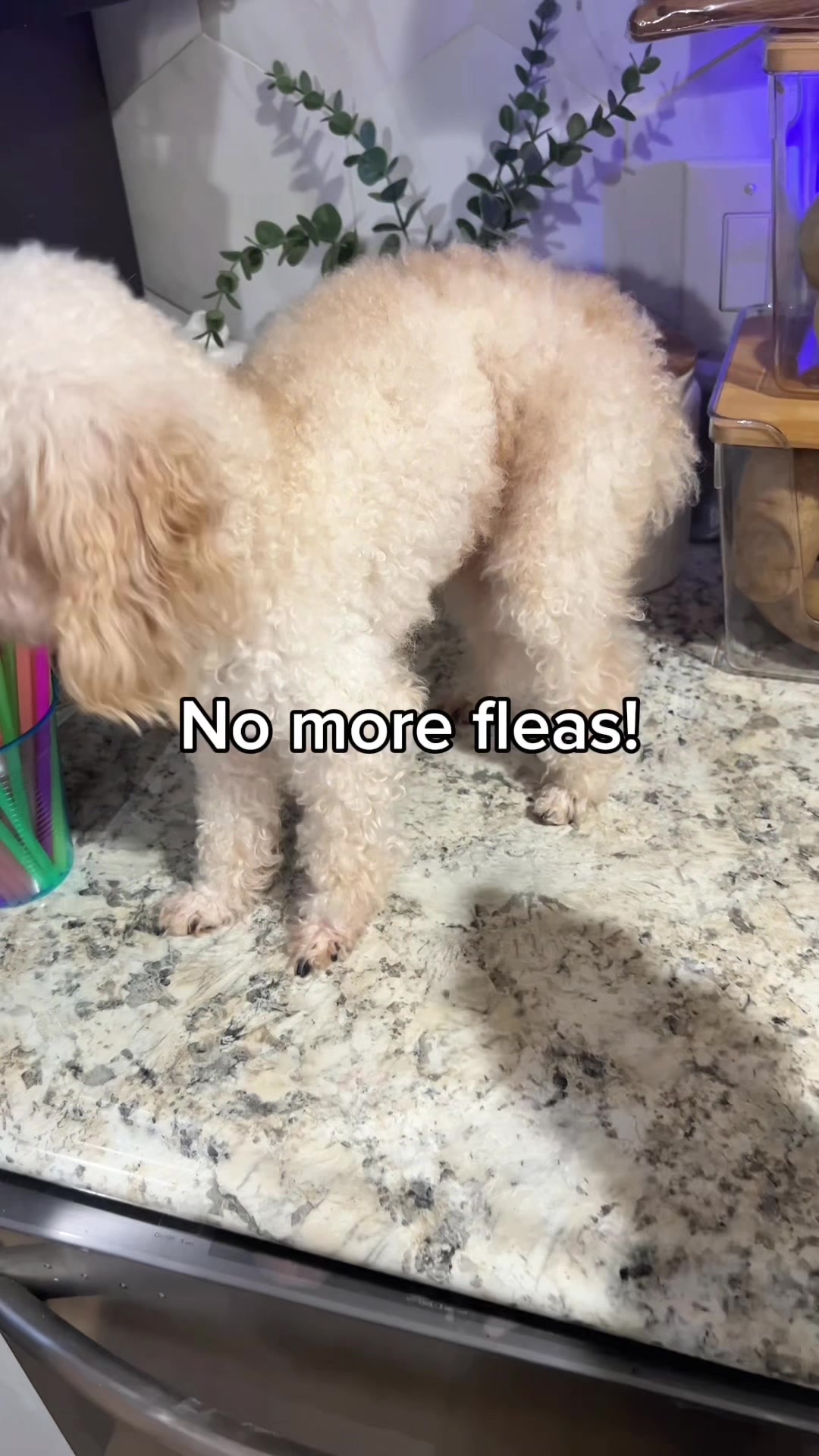 TikTok post by @healthify4me for BugMD. Caption reads: Flea and tick spray kills and repeals. @BugMD....