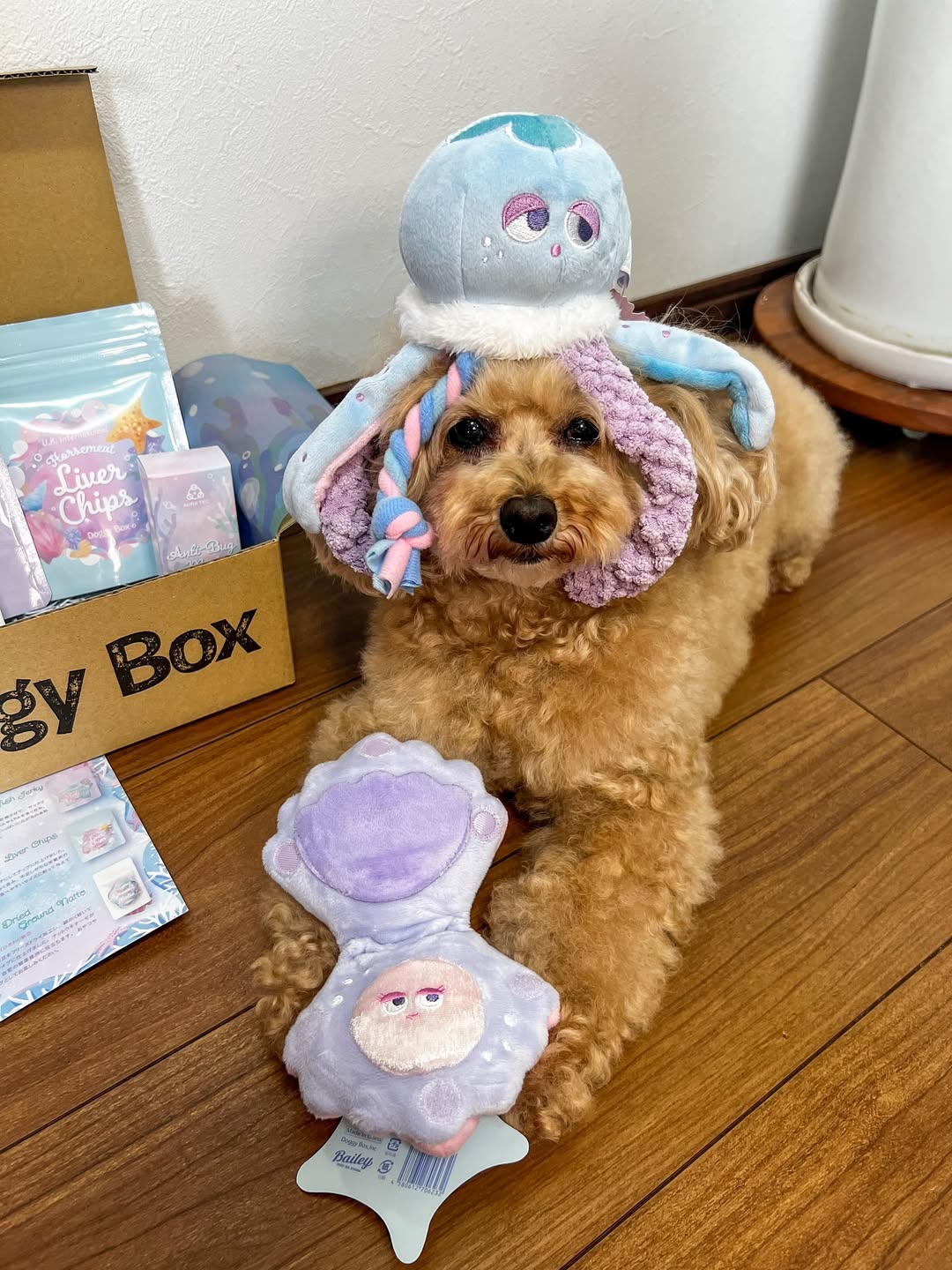 Instagram post by @paserichiyan for Doggy Box. Caption reads: ６月のDoggy Boxが届きました😆
@doggybox_jp 
今月のテーマは「How....