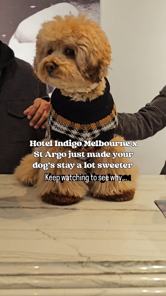 Instagram post by @herecomesyodapup for Hotel Indigo. Caption reads: [...] not to share. We spent the weekend at....
