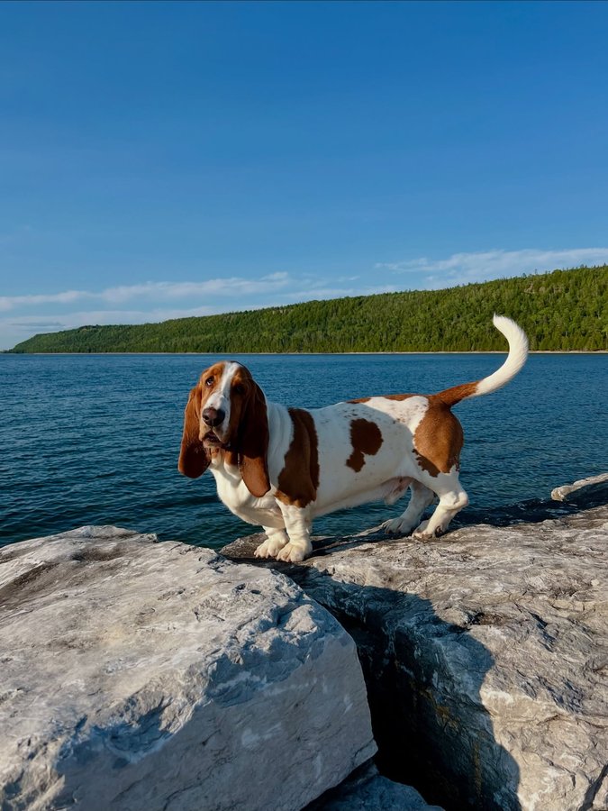 Instagram post by @brutus_thebasset for BuzzFeed. Caption reads: My literal ray of golden sunshine....