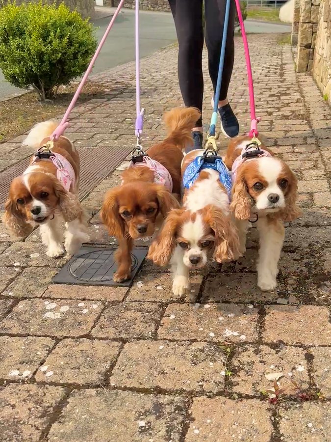 Instagram post by @blenheimcavs for Cavology. Caption reads: [...] day is a weekend for us 😆

Wearing....