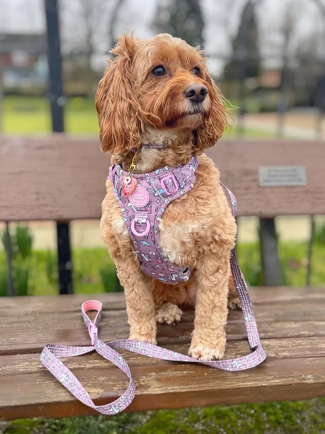 Instagram post by @doodling_with_mabel for Bailey and Coco. Caption reads: [...] Be Unique Colour Drops Collection....