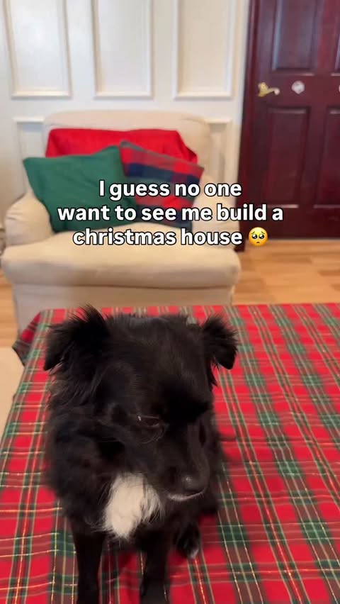 Instagram post by @vaderthebordercollie for Petsfit. Caption reads: [...] for the holidays!!! His friends at....