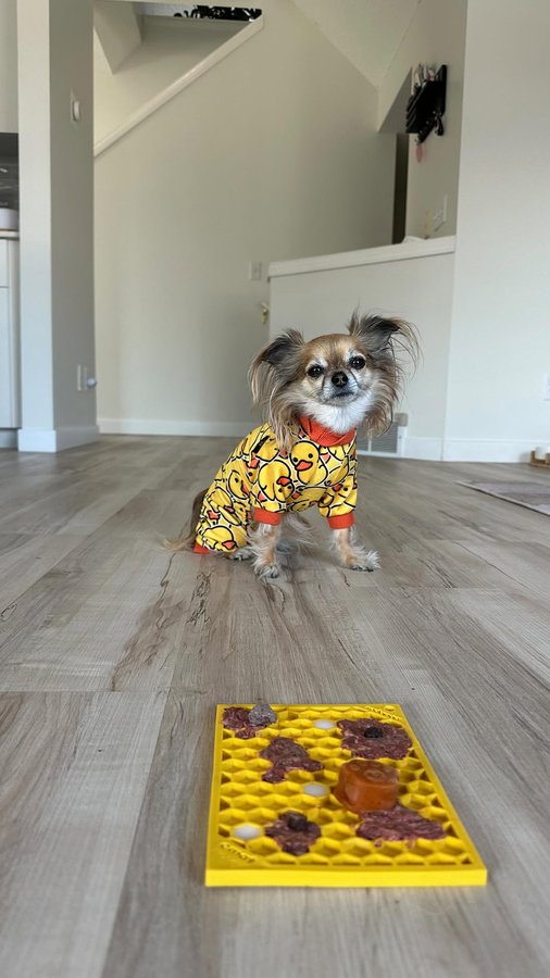 Instagram post by @my.little.mochi for BIG COUNTRY RAW. Caption reads: [...] special little guy! Started with the....