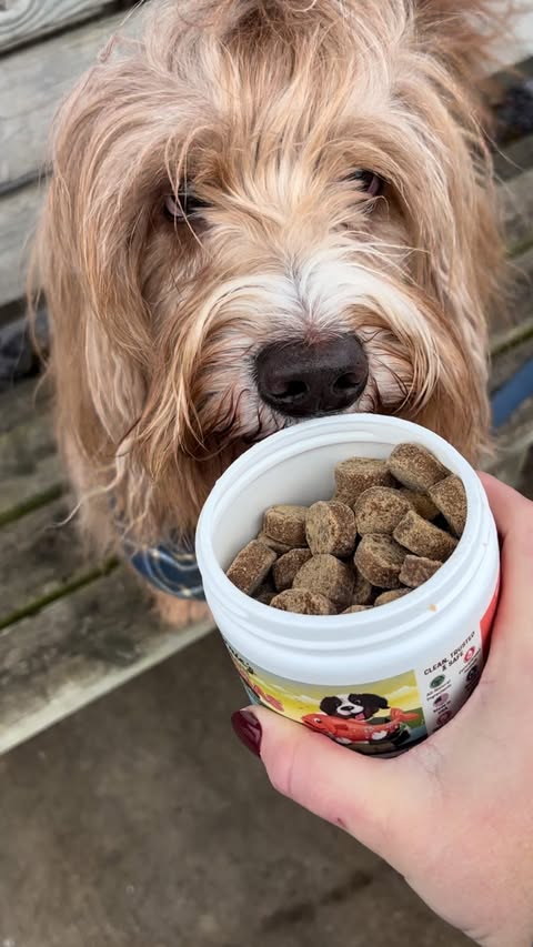 Instagram post by @sitprettypup for Bernie's Best. Caption reads: [...] Product gifted. Opinions are our own.....