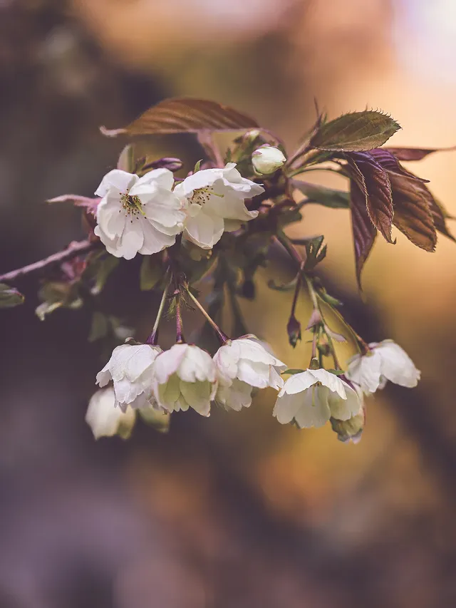 Instagram post by @moody_flowers_ for SIGMA Deutschland. Caption reads: Blossom time🤍 . . . . . 📸Lens: Sigma 105mm....