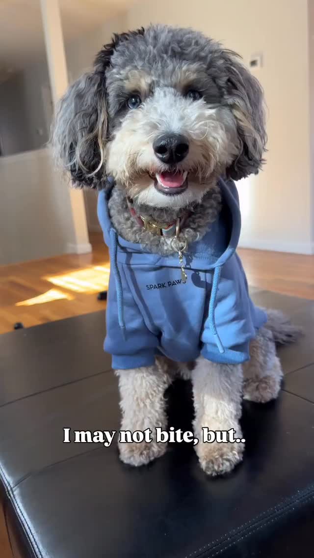 Instagram post by @fozzi_nuggs for Spark Paws. Caption reads: Beautifying your feed, one pup at a time! 💕❤️💖....