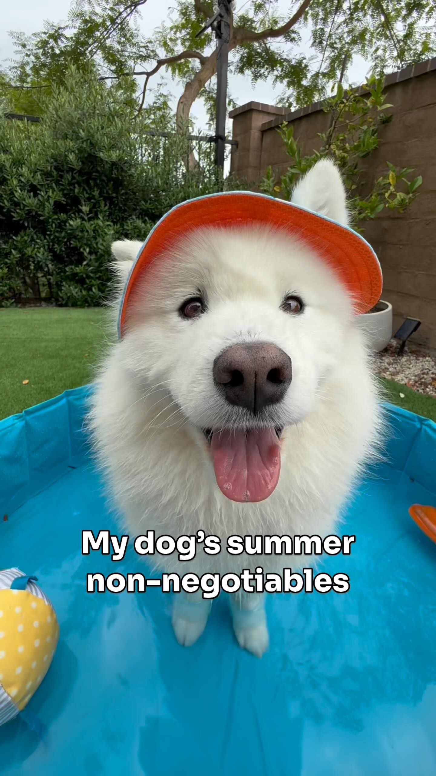 Instagram post by @nubethesamoyed for Petco. Caption reads: #ad Summer non-negotiables by Nube:
🍉 Backyard....