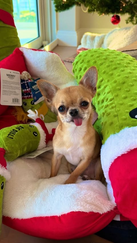 Instagram post by @luccihuahua for Petco. Caption reads: Lucci would now like to be addressed as The Pickle....