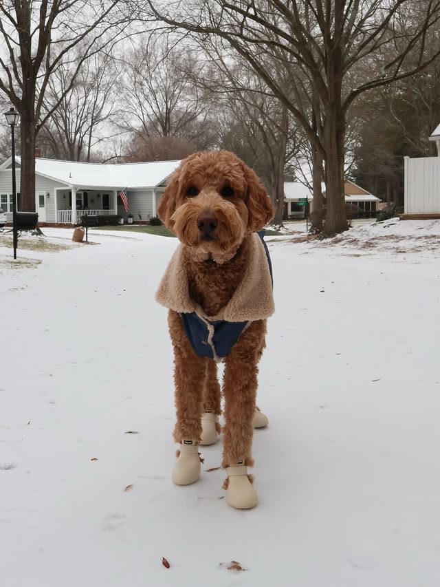 Instagram post by @rooster.the.doodster for wagwear. Caption reads: [...] your go-to winter accessory? Shoes |....