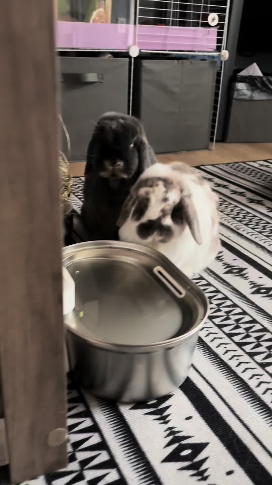 TikTok post by @opal_and_reese for Uahpet Shop US. Caption reads: [...] 😭😭😭 #uahpetwaterfountain @Uahpet Shop US.
