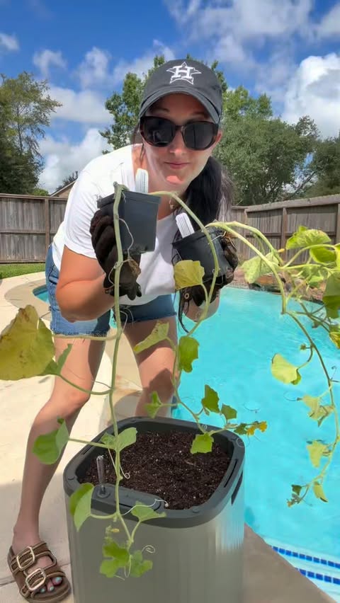 Instagram post by @lunchboxforbella for Vego Garden. Caption reads: [...] to see my first cantaloupe #gifted....