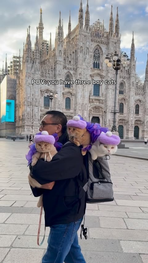 Instagram post by @spongecake_thescottishfold for Zoetis Petcare. Caption reads: #ad Whenever people see how well the kitties....