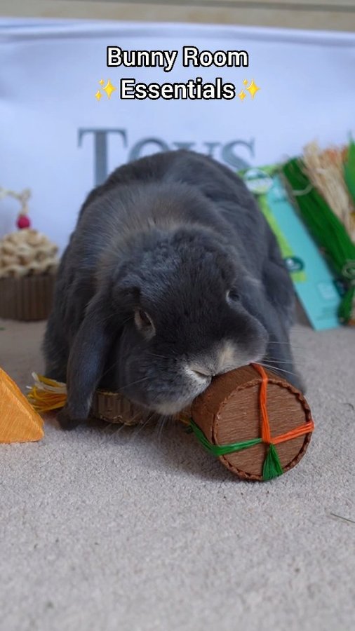 Instagram post by @bluberrythebun for Oxbow Animal Health. Caption reads: A few of my favourite must have bunny room items....