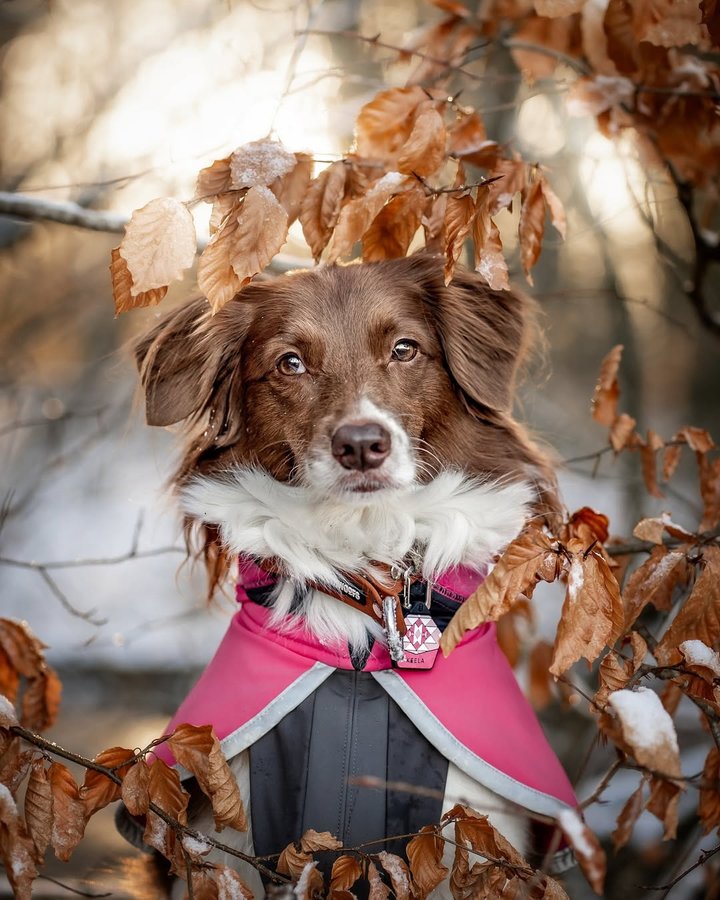 Instagram post by @keeladventures for Pomppa Dogwear. Caption reads: [...] collar and tag (keela10) 
Sportti....