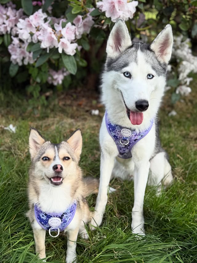 Instagram post by @thefoxwolfspotbossandbaby for Cookie & Chewkie. Caption reads: Happy Chewsday frens 💜💜💜

Luna and Aurora here....