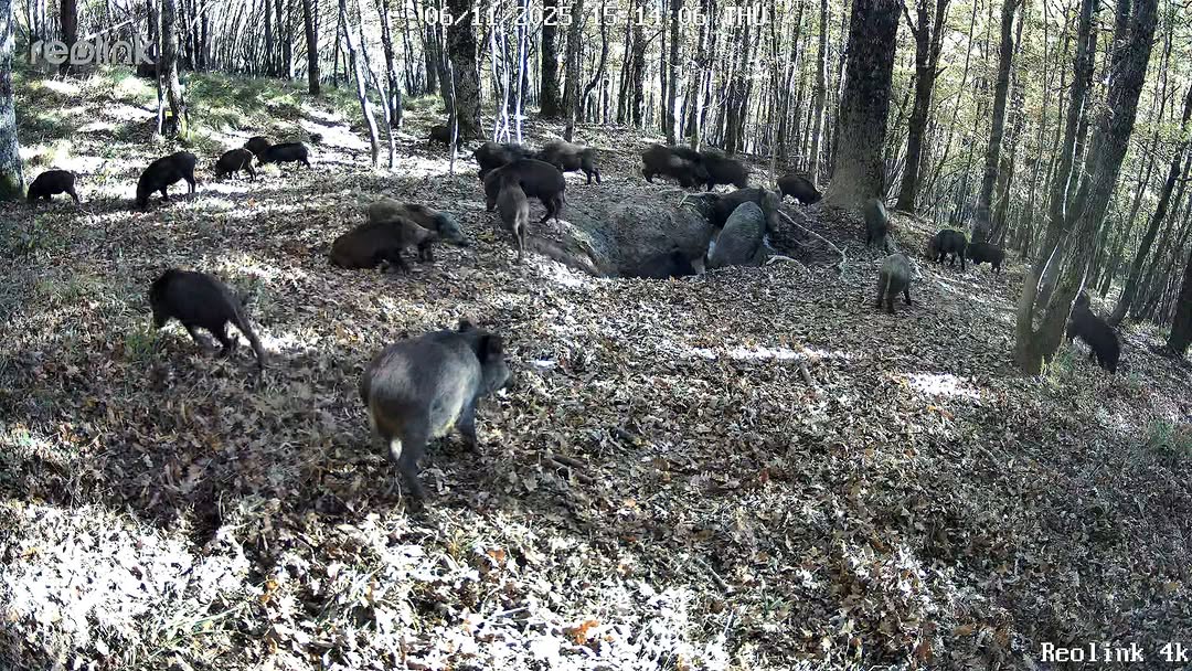 Instagram post by @fototrappolaggionaturalistico for Reolink. Caption reads: [...] Foreste Casentinesi 📍 Fototrappola Reolink....