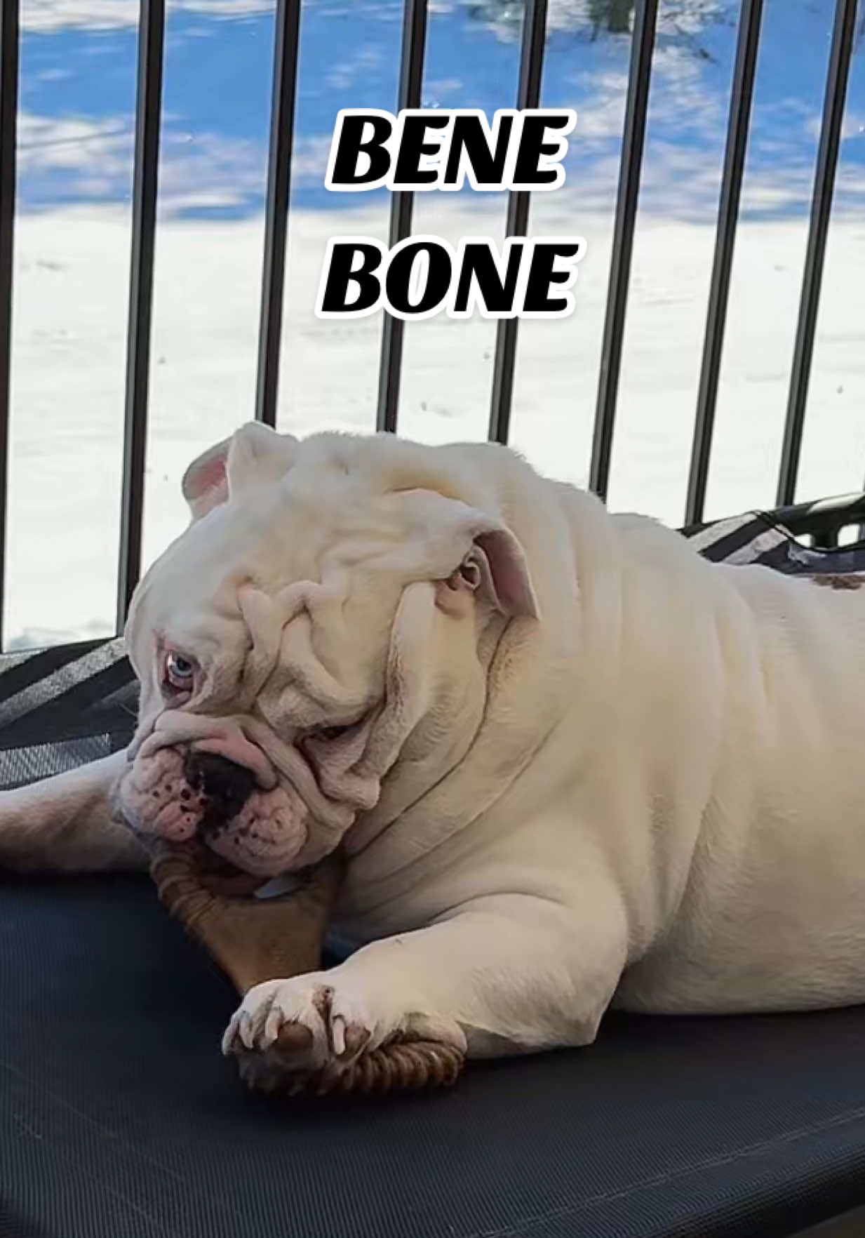 TikTok post by @jupiterthebulldog for Benebone. Caption reads: His meaning is @Benebone 🦴 #benebone #dogbone.