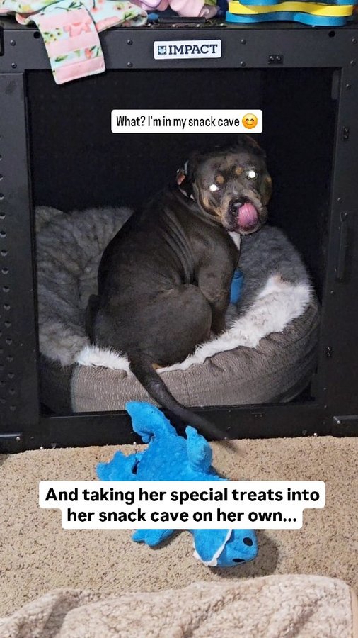 Instagram post by @maisythebarnhippo for Impact Dog Crates. Caption reads: [...] that she would be going into her....