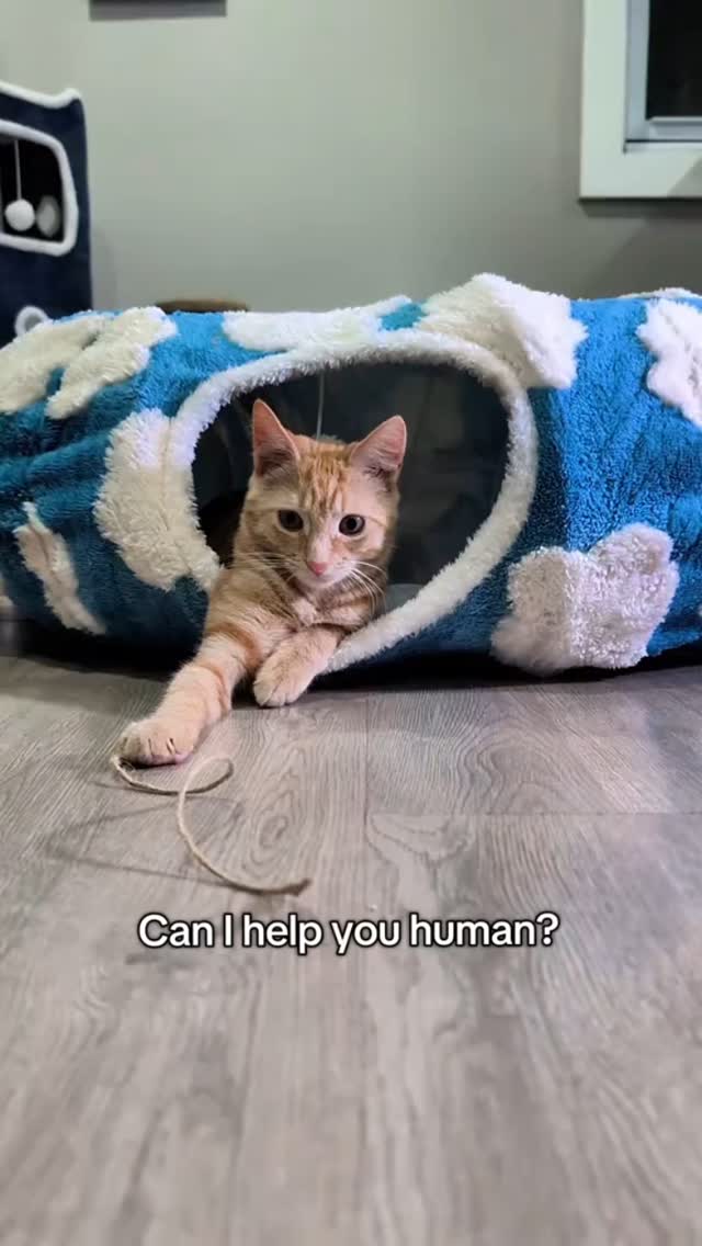 Instagram post by @itscookie.cat for Lesure Pet. Caption reads: Comment Tunnel and I'll DM you the link

Obsessed....