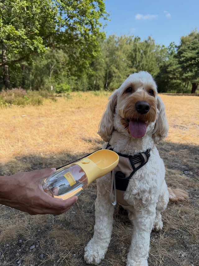 Instagram post by @its_ralphstar for Butternut Box. Caption reads: [...] walks & staying hydrated thanks....