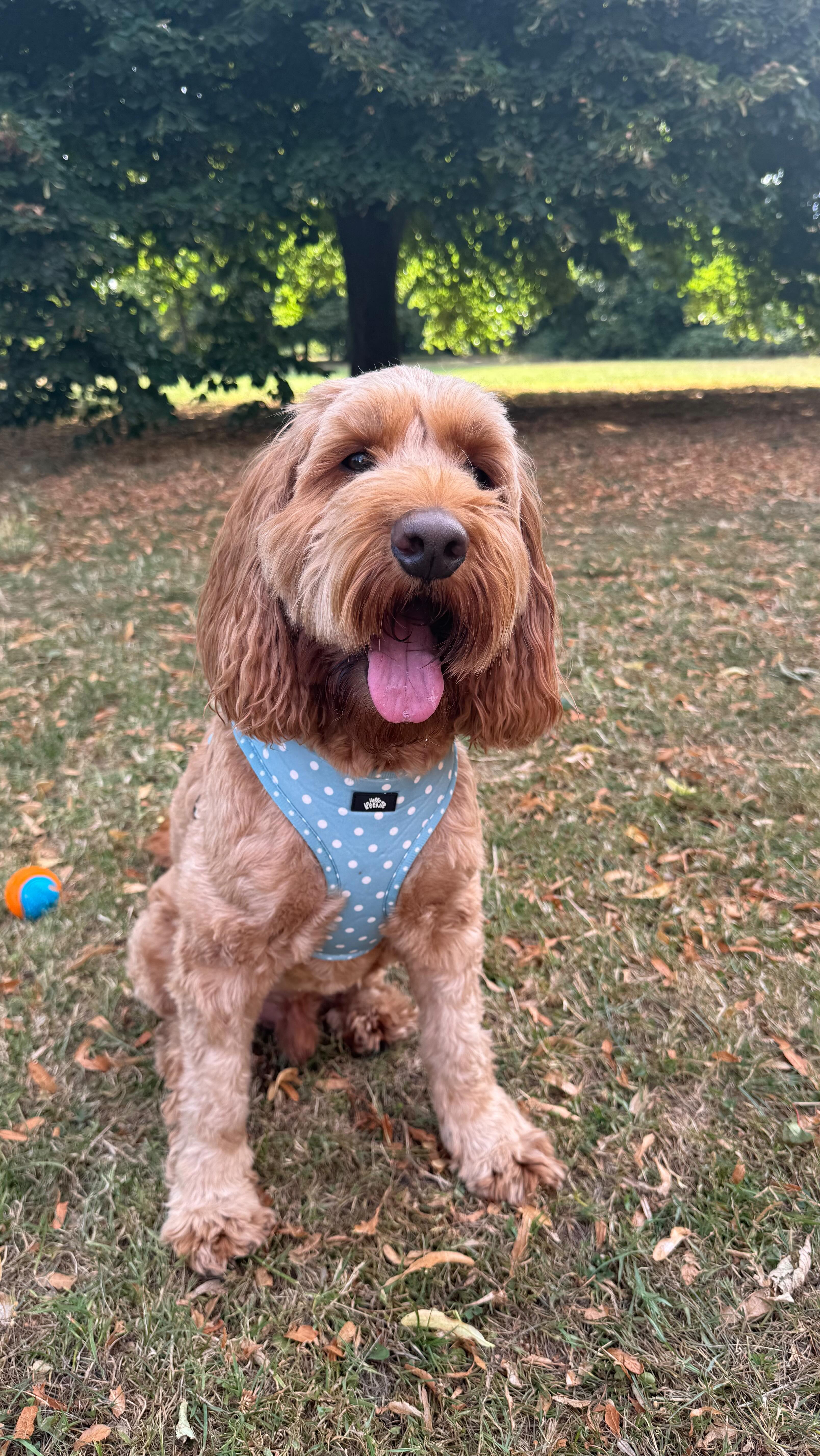 Instagram post by @iamwoodythecockapoo for Hello Beenie. Caption reads: 😀 Happy happy happy Thursday 😀

Mumma is....