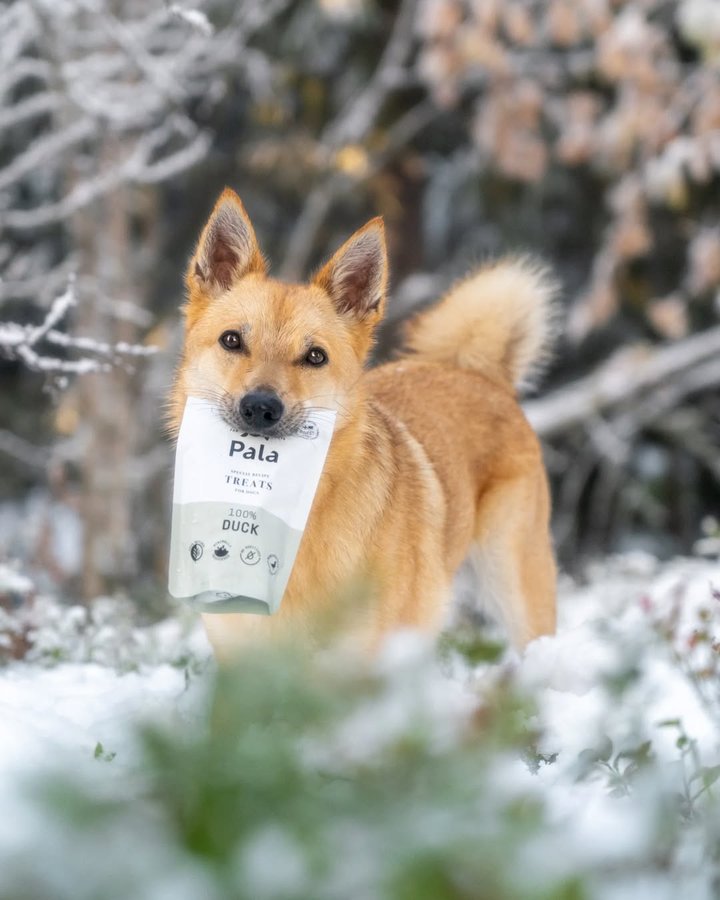 Instagram post by @simplysarek for Pala Pets. Caption reads: You guys know we are proud ambassadors for....