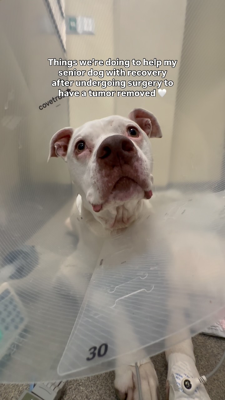 Instagram post by @wethreepitties for Fera Pets. Caption reads: Here’s to a smooth recovery ❤️‍🩹🤍 

#ferapartner....