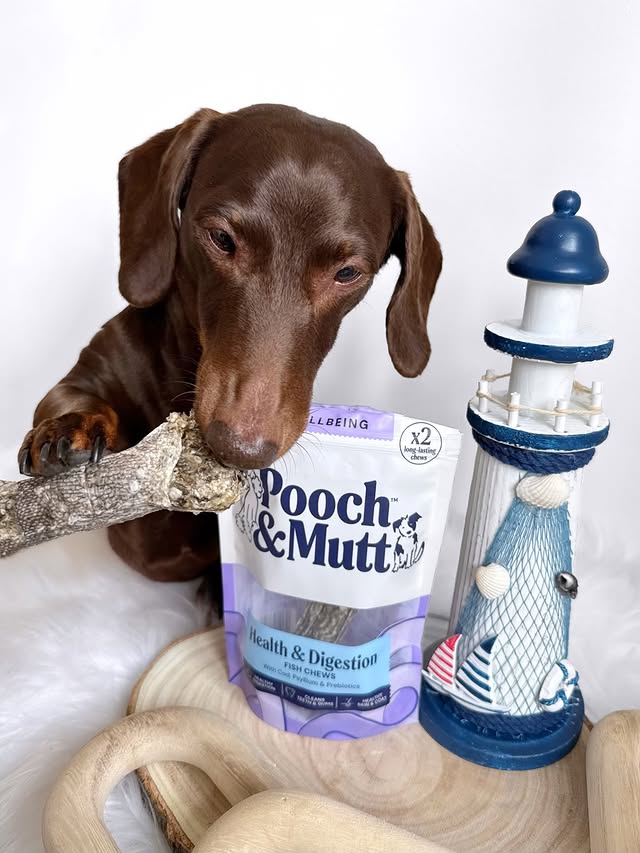 Instagram post by @frankie_dachshund03 for Pooch and Mutt. Caption reads: [...] lasting, tasty treat head over to....