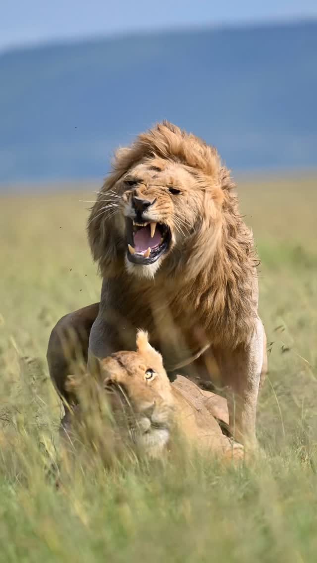 Instagram post by @big_cats_nature_photography for NikonUSA. Caption reads: This future King is known as Nzuri, he is a....