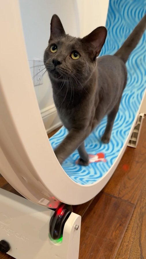 Instagram post by @catioguy for One Fast Cat. Caption reads: [...] at the link in the bio. 😻

#catioguy....