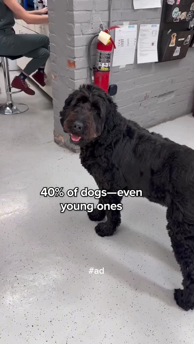 Instagram post by @dogtorkristi for Zoetis Petcare. Caption reads: #ad 

Nice weather means more walks, more fetch,....