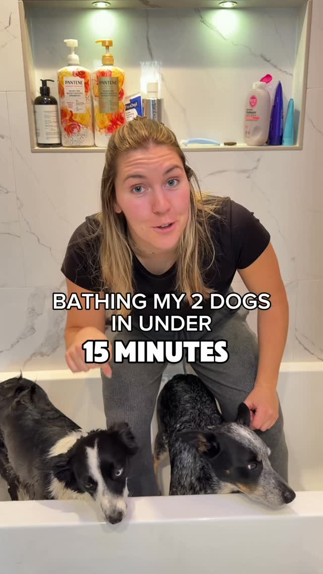 Instagram post by @thezcattledogs for Earth Rated. Caption reads: Can I bathe my dogs in under 15minutes?? 
Giving....