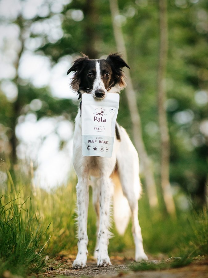 Instagram post by @whippetvilja for Pala Pets. Caption reads: How to celebrate that it’s Friday tomorrow - with....