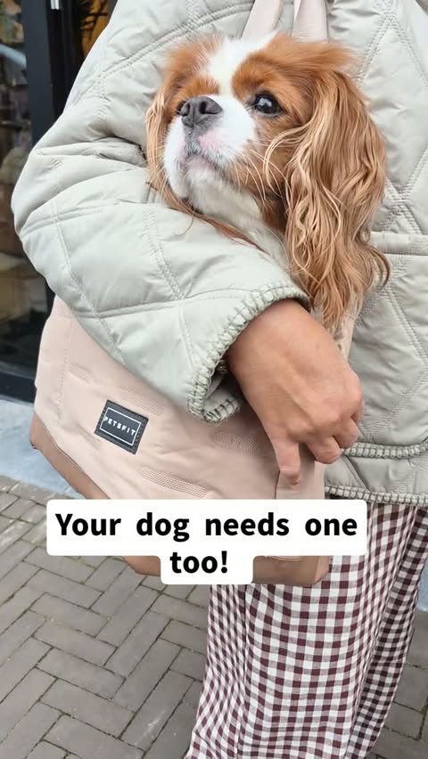 Instagram post by @loempieta_gracie_thecavaliers for Petsfit. Caption reads: [...] carry me.” 😂🐶👜 Paid partnership with....