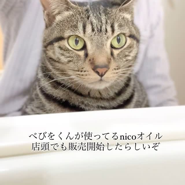 Instagram post by @noah.eve_ for nicosoap. Caption reads: べびをくんの肌ケアアイテムの１つ、nicoオイル🫧

今まではネットのみでの購入だったけど店頭販売....