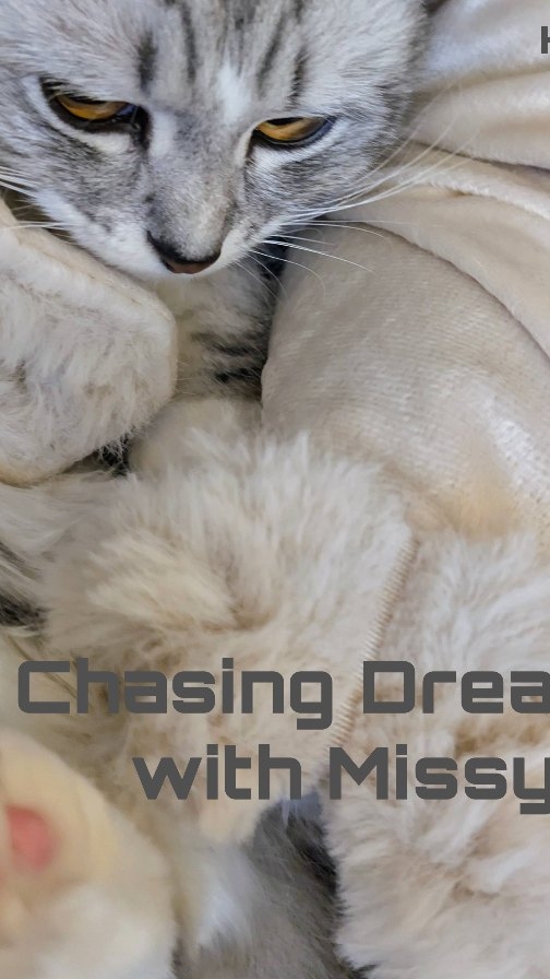 Instagram post by @kirstiandhercats for Scruffs. Caption reads: [...] our new Aspen Pet Blanket from....