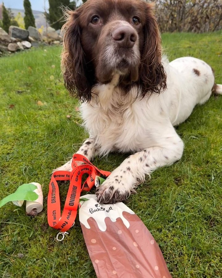 Instagram post by @maxoutinthelakedistrict_ for Pooch and Mutt. Caption reads: Spend £26 on our website today and get a free....