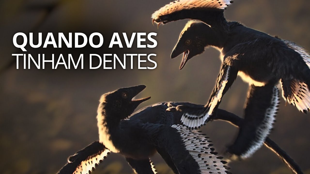 YouTube post by @abcterra for Babbel. Caption reads: A evolução das aves: Os dinossauros que....