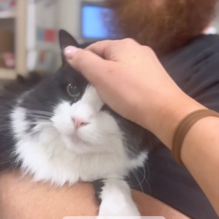 Instagram post by @drmollysays for PURINA PRO PLAN. Caption reads: Did you know that the Purina Pro Plan Veterinary....