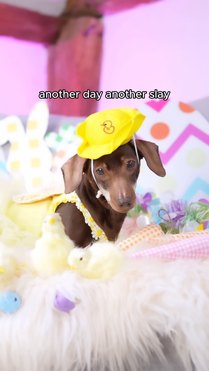 Instagram post by @pop_sausage for WISH. Caption reads: Get ready with Pops for an Easter EGGstravaganza!....