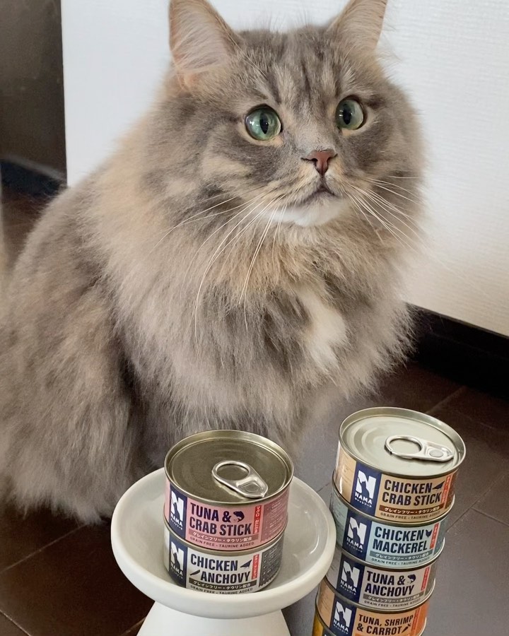 Instagram post by @__ao.siberian__ for perromart.jp. Caption reads: .
缶を開ける音がしたら
ハイタッチしにいくにゃ

こんなに楽しみな時間はないにゃ

『NAMAウェ....