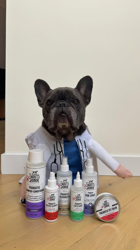 Instagram post by @winstonthefrenchiee_ for Skout's Honor. Caption reads: [...] itching, redness, and irritation!....