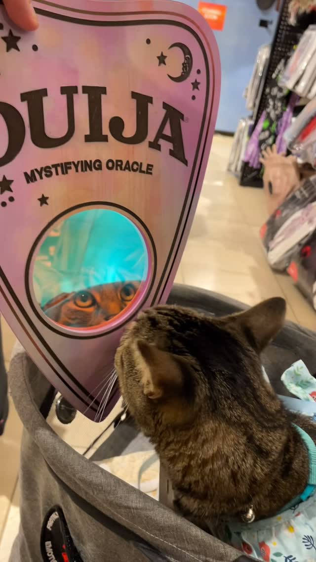 Instagram post by @seancethetabby for Spirit Halloween. Caption reads: My first trip to @spirithalloween for the 2025....