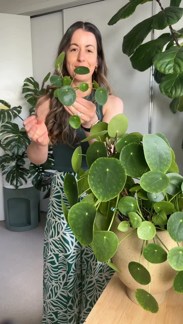 Instagram post by @passthatplantau for etsy. Caption reads: Some of my favourite plant propagations from this....