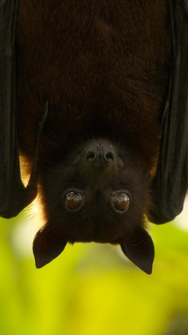 Instagram post by @natgeoanimals for Hulu. Caption reads: Whether they're showing off their main character....
