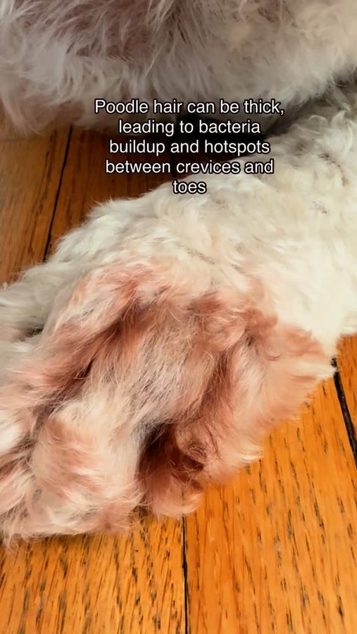 Instagram post by @ajax_and_odie_the_poodle_bros for Squishface. Caption reads: [...] and treat hotspots?
.
.
.

#AD #squishface....