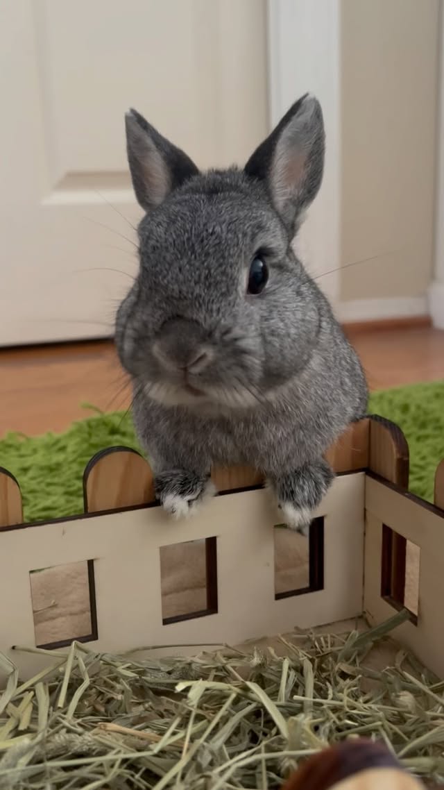 Instagram post by @cookieandgizmoli for Oxbow Animal Health. Caption reads: [...] goodies provided by our friends....