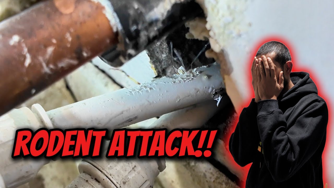 YouTube post by @cputilitysolutions for Velocity Progear. Caption reads: Rodent Attack On Central Heating!!.