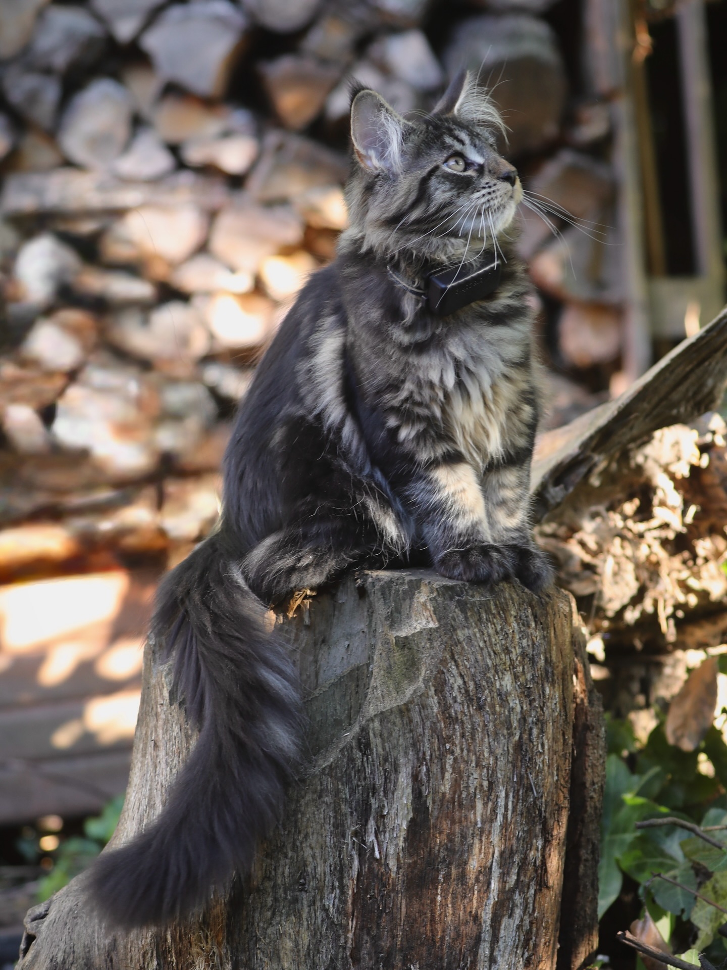 Instagram post by @louiswildlife for Tractive. Caption reads: Day 1 outside in the garden furfriends!! 🌲😻 We....